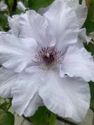 Clematis Eliza EviGsy158 (PBR)